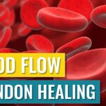 Blood Flow and Tendon Healing