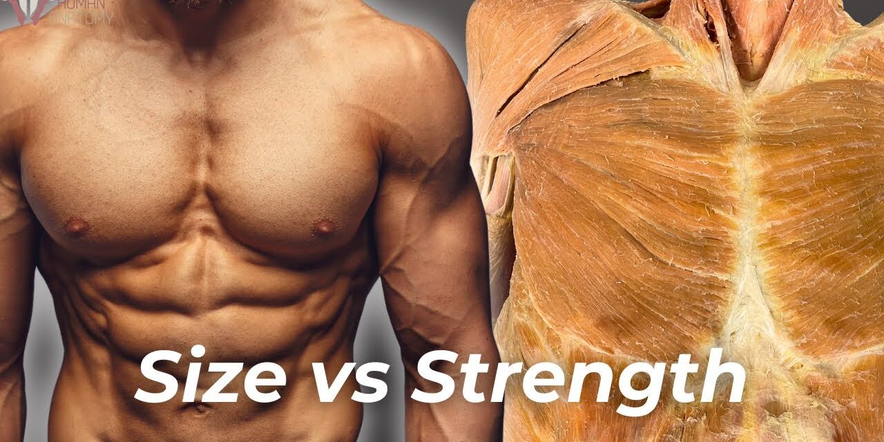 Strength vs Hypertrophy: The Science of How to Build Muscle