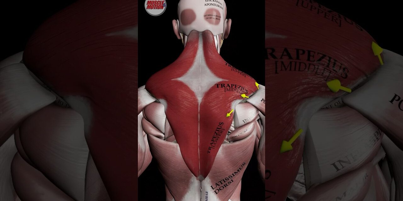 The trapezius muscle #anatomy #strengthtraining
