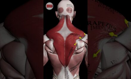 The trapezius muscle #anatomy #strengthtraining