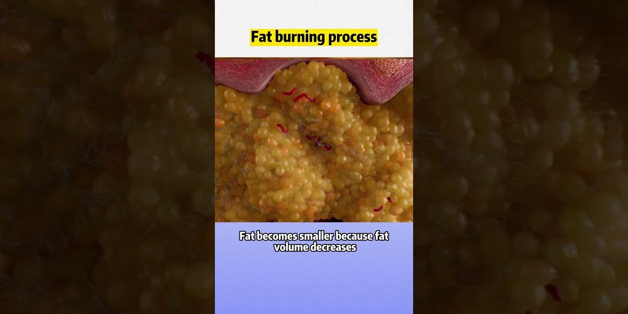 #visceralfat #animation | Fat burning process #wls #weightloss #obesity #weightloss