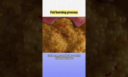 #visceralfat #animation | Fat burning process #wls #weightloss #obesity #weightloss