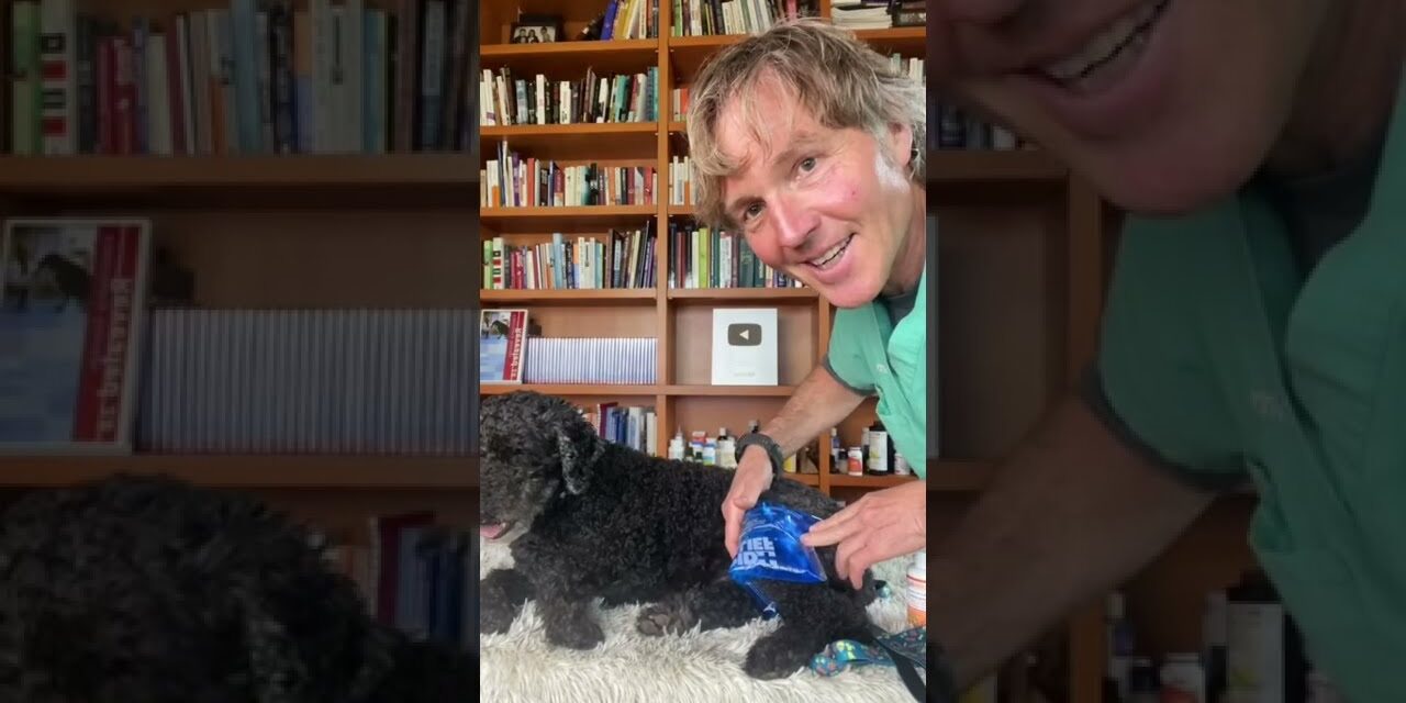 Dog ACL injury: Heal without Surgery