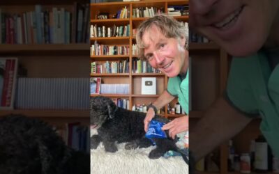 Dog ACL injury: Heal without Surgery